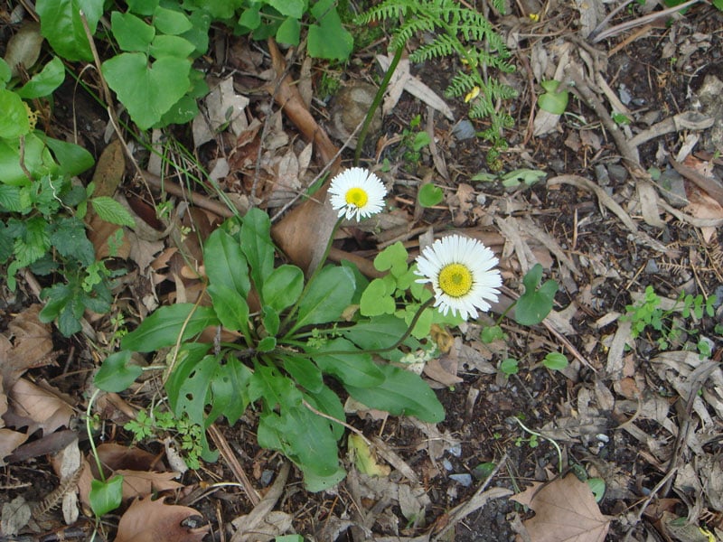 Pâquerette à feuilles rondes (Bellis rotundifolia)