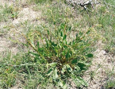Beta lomatogona (Beta lomatogona)
