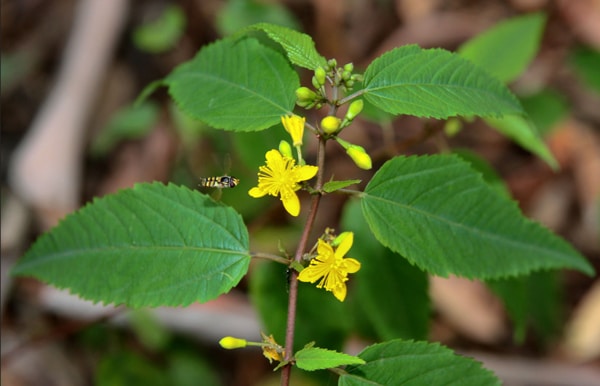 Jute (Corchorus capsularis)
