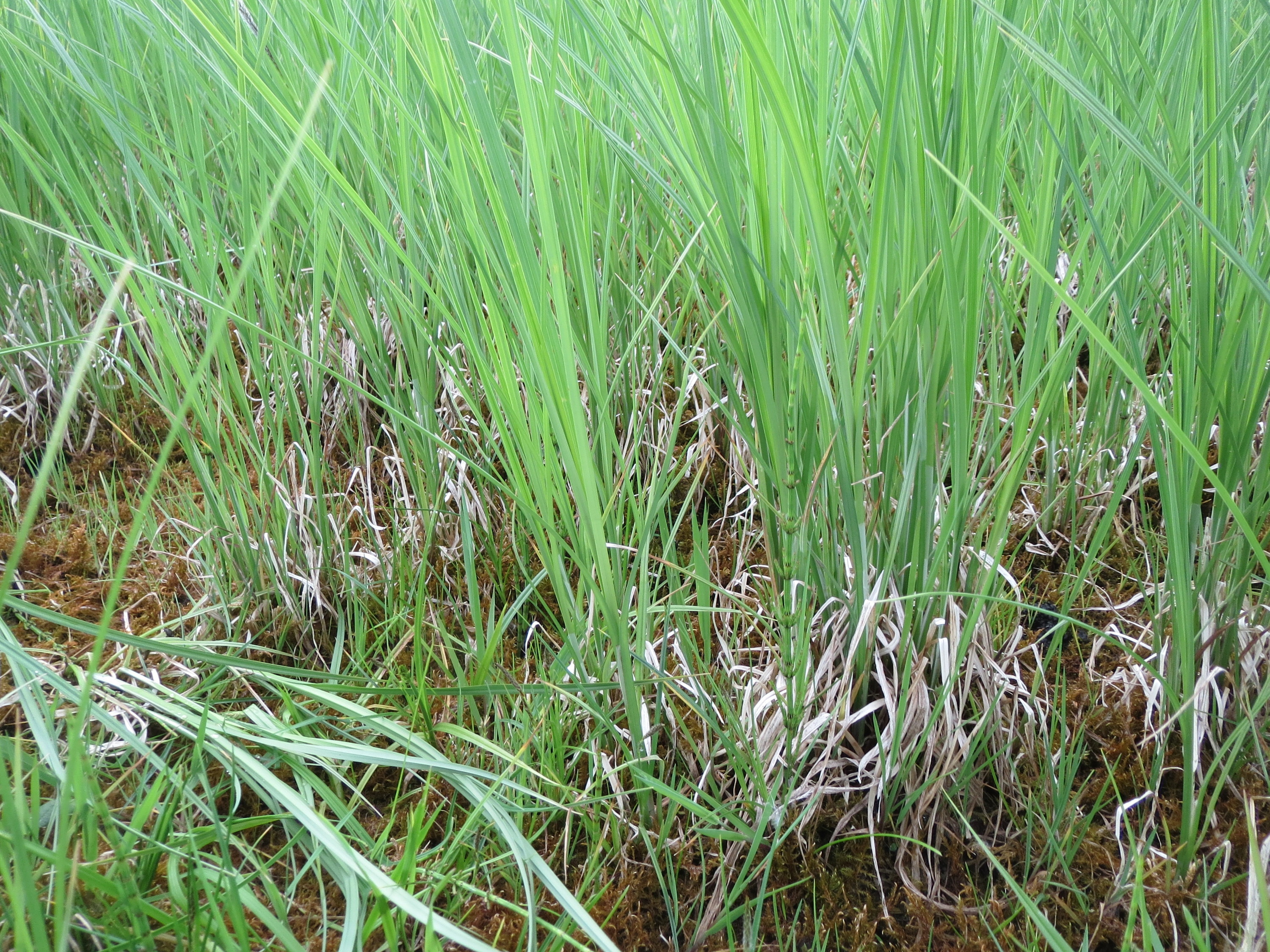 Laiche aiguë (Carex acuta)