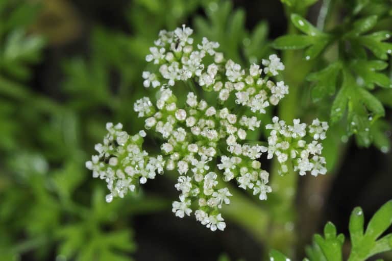 Cnidium (Cnidium)