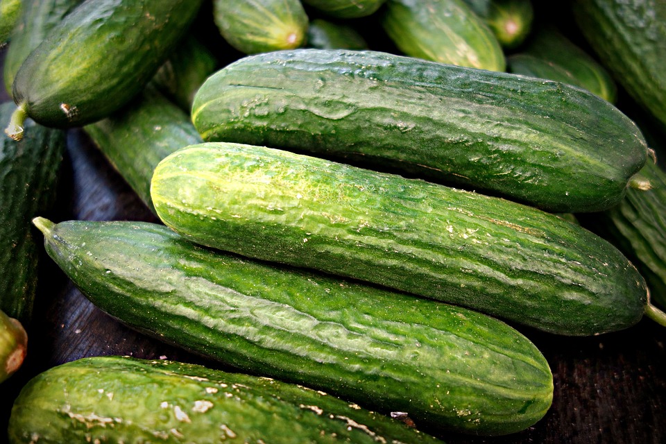 Concombre (Cucumis sativus)