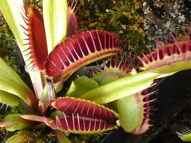 Dionée attrape-mouche (Dionaea muscipula)