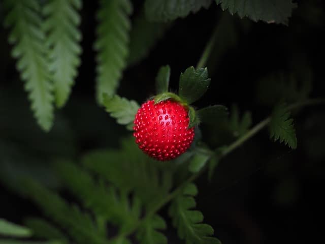 Fraisier des indes (Duchesnea indica)