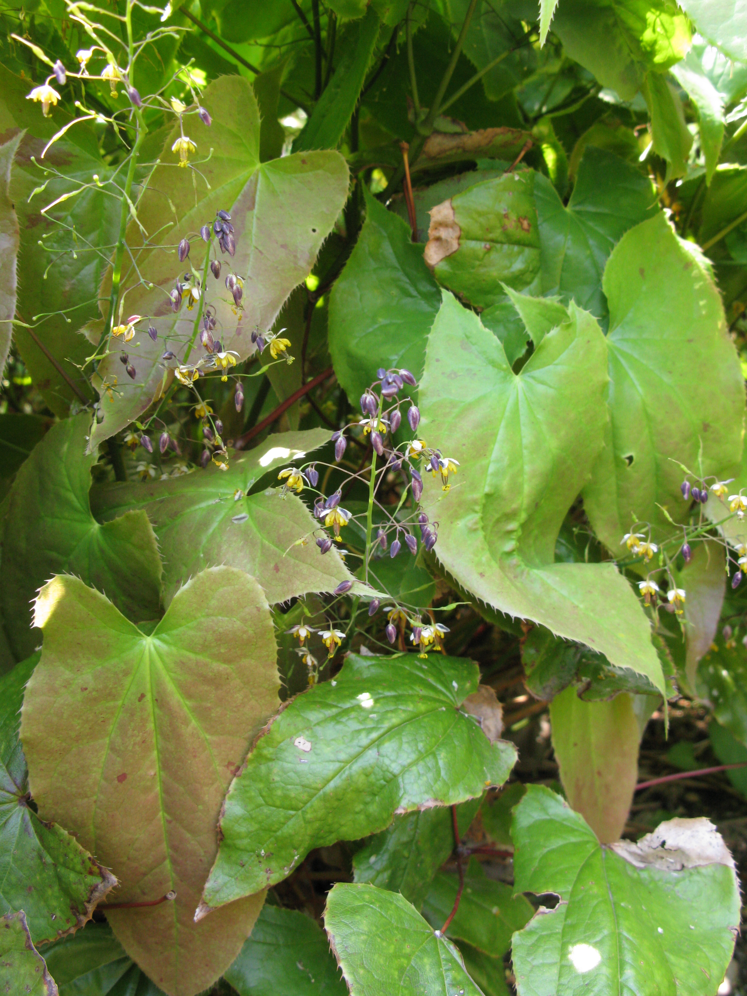 Epimedium sagittatum (Epimedium sagittatum)