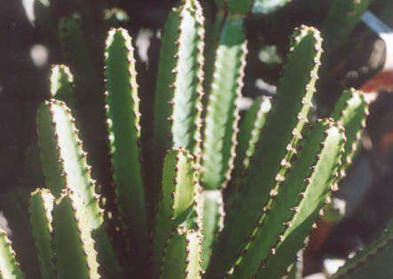 Synadenium (Euphorbia tetragona)