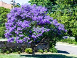Flamboyant bleu