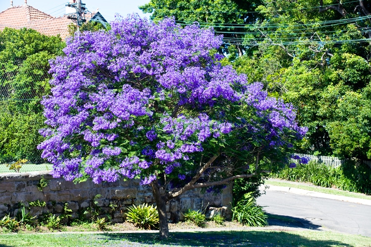 Flamboyant bleu (Jacaranda mimosifolia)