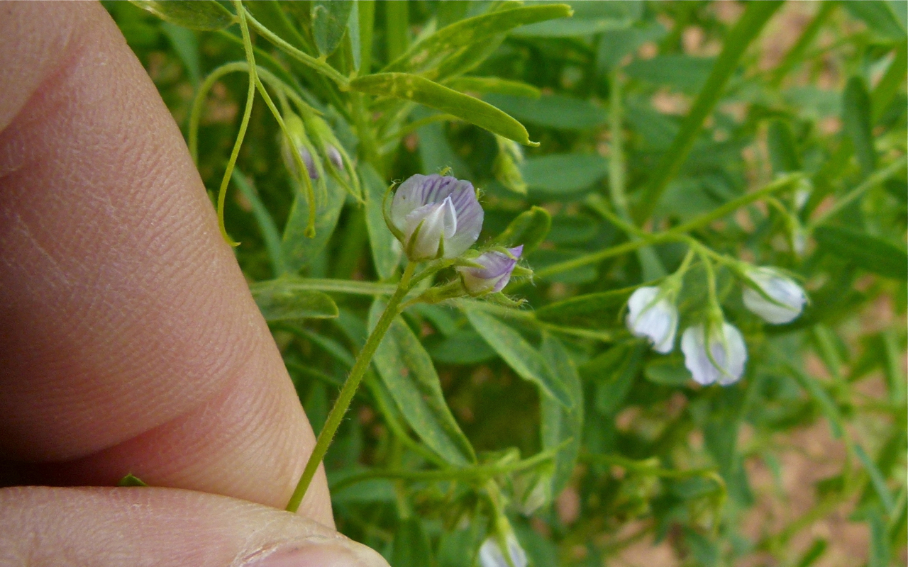 Lentille