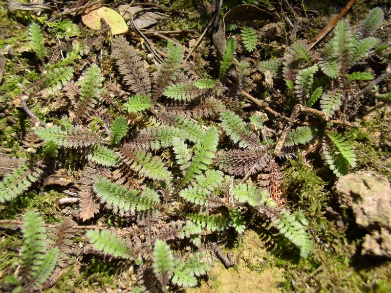Cotule potentile (Leptinella potentillina)
