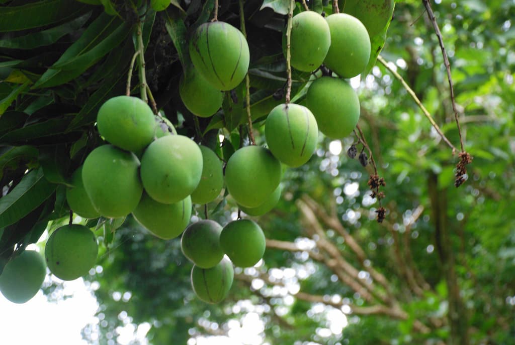 Manguier (Mangifera indica)