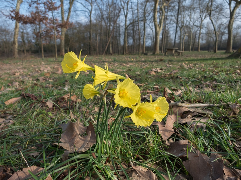 Narcisse géant (Narcissus gigas)