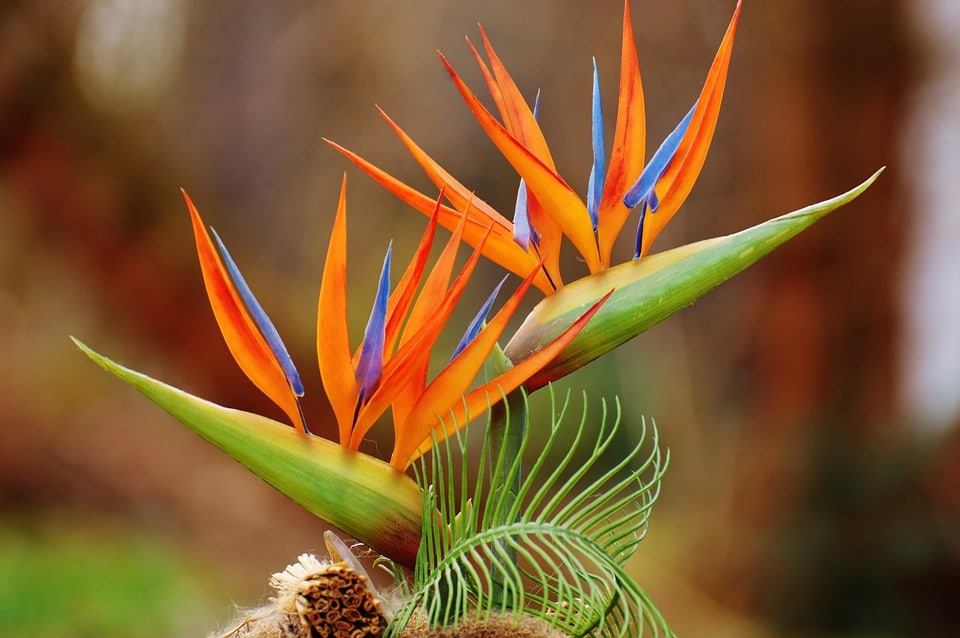 Oiseau de paradis (Strelitzia reginae)