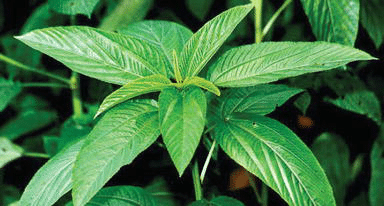 Corète potagère (Corchorus olitorius)