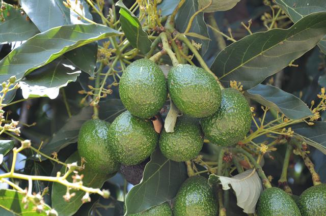 Avocatier (Persea americana)