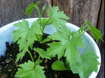 Abobra (Abobra tenuifolia)