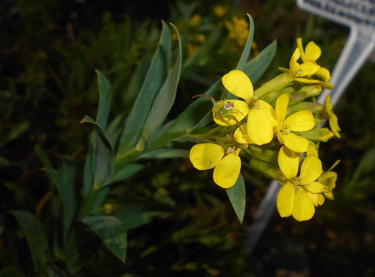 Faux alysson renflé (Alyssoides utriculata)