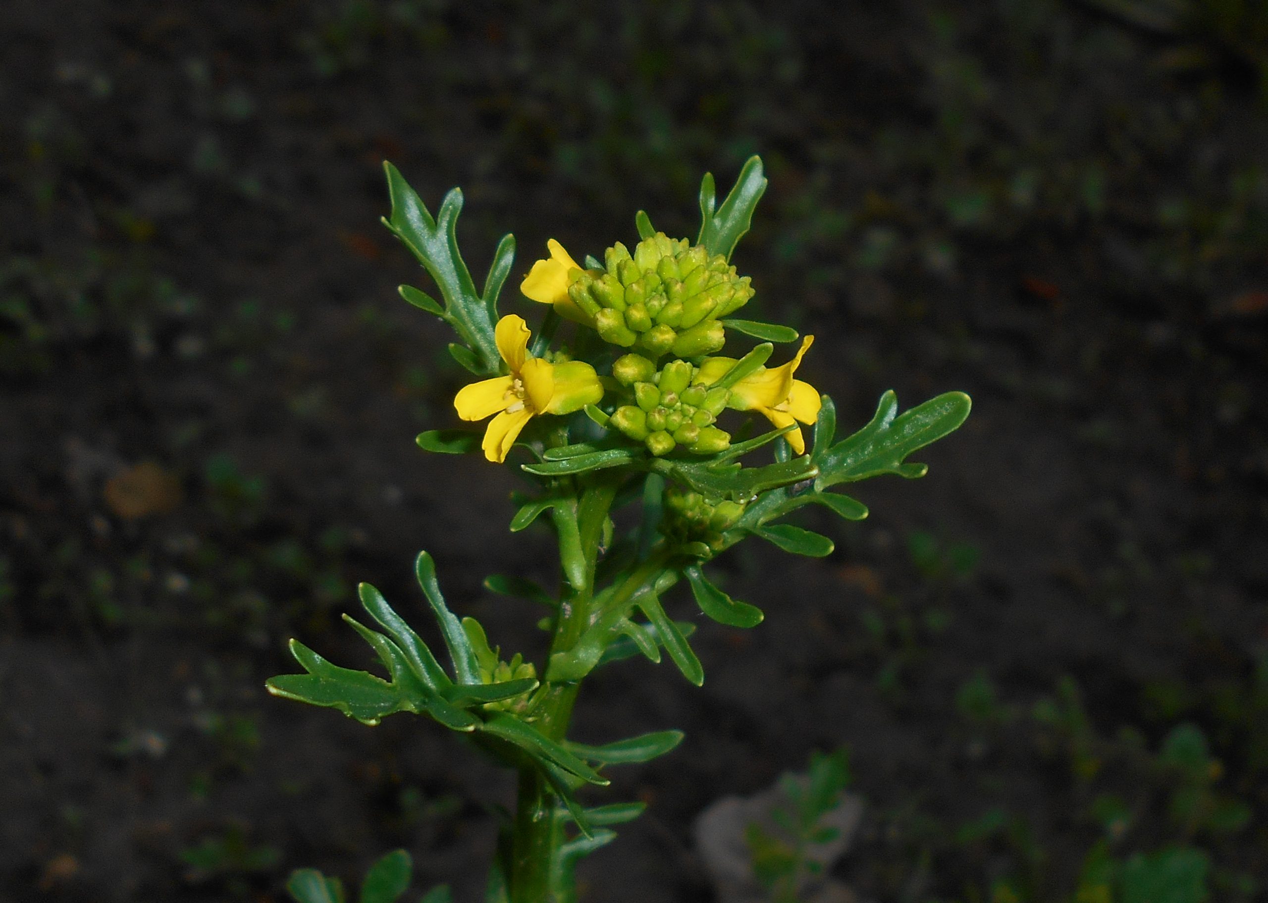 Barbarée de printemps