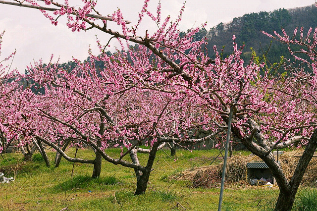 Pêcher (Prunus persica)