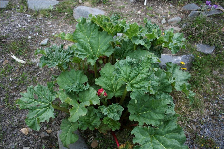 Rhubarbe australe (Rheum australe)