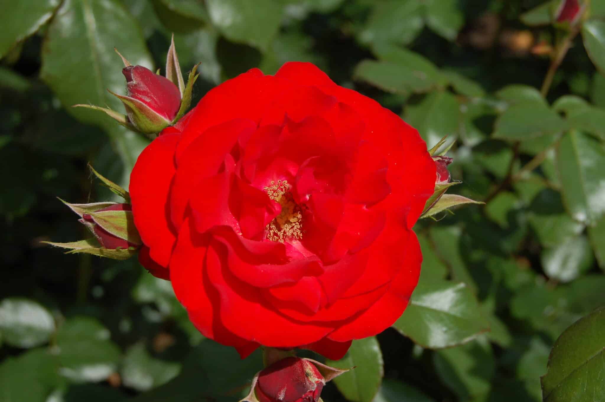 Églantier des montagnes (Rosa montana)