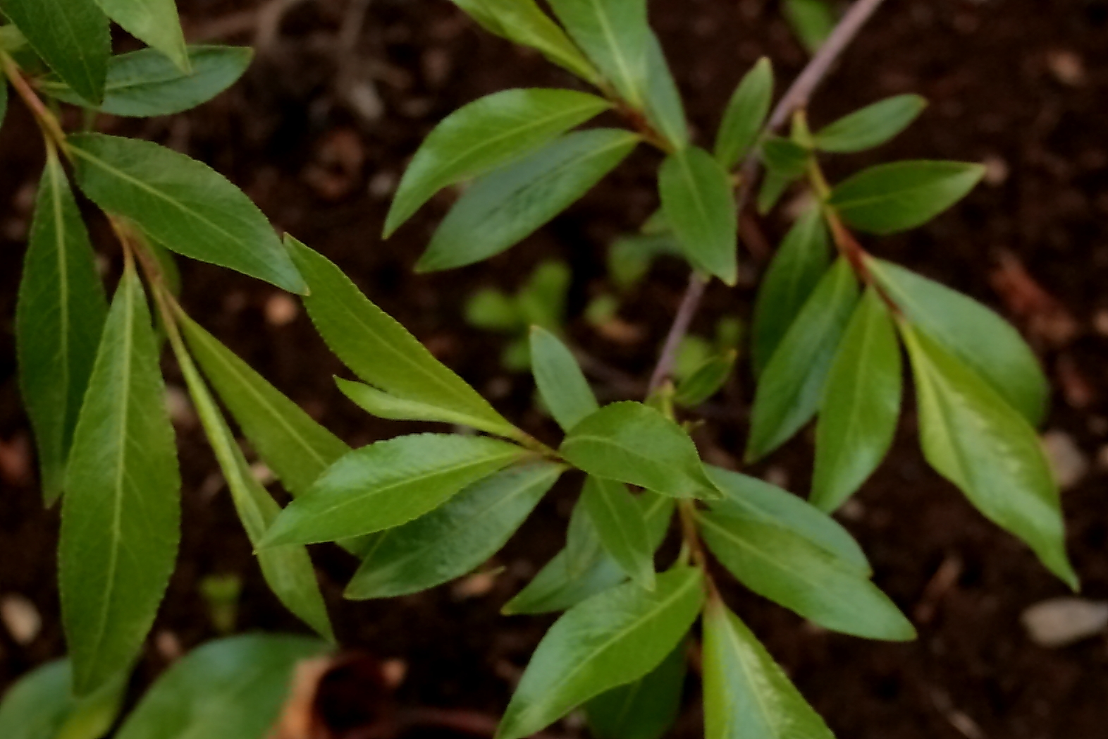 Saule faux daphné (Salix daphnoides)