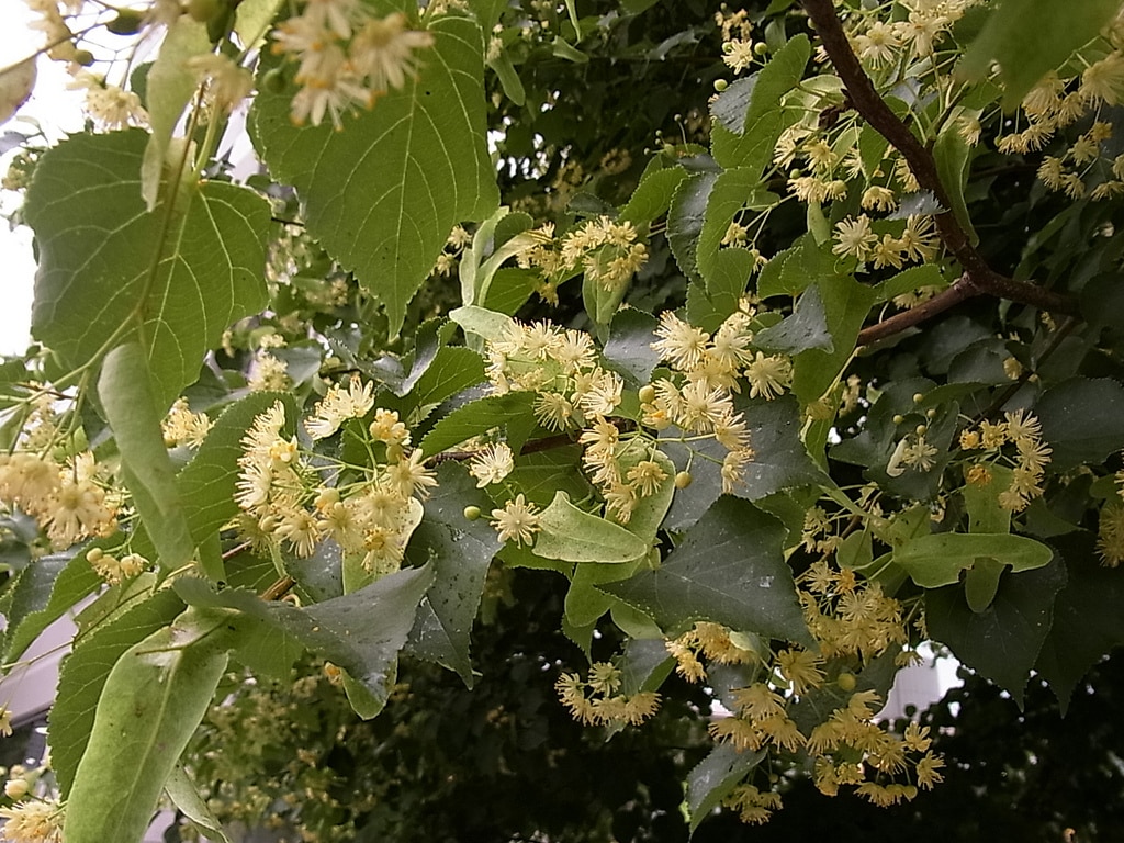 Tilleul du japon (Tilia japonica)