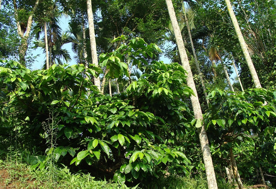Caféier robusta (Coffea canephora)