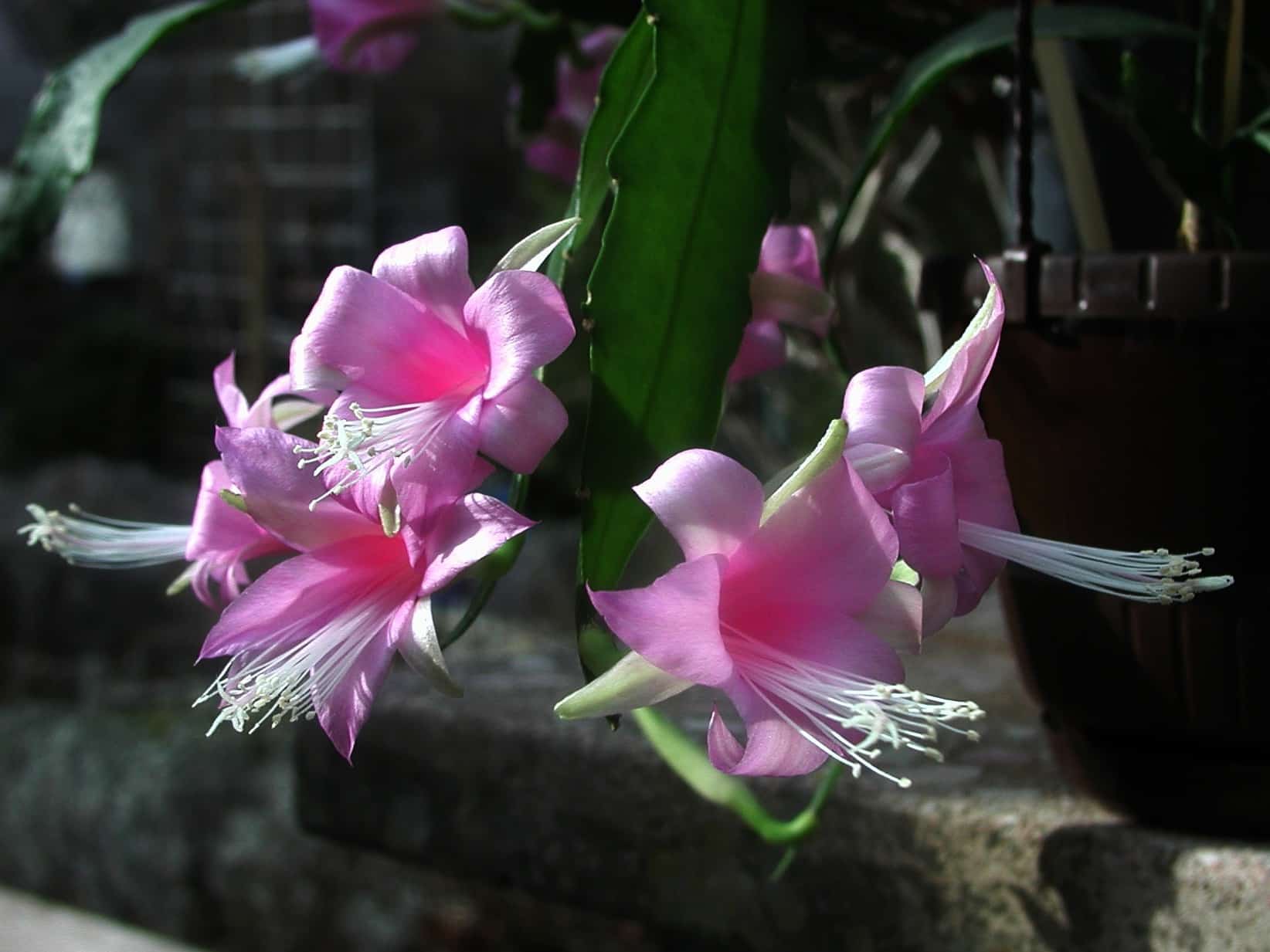 Disocactus nelsonii