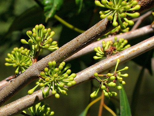 Eucalyptus elata (Eucalyptus elata)