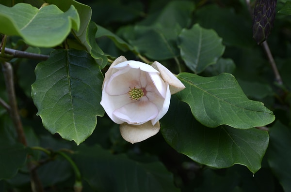 Magnolia globosa (Magnolia globosa)