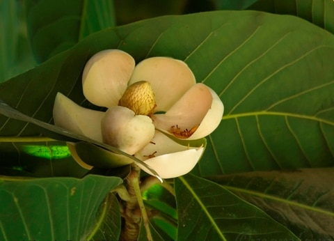 Magnolia pterocarpa (Magnolia pterocarpa)