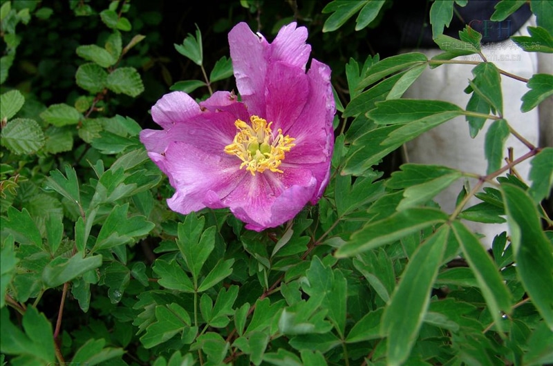 Paeonia szechuanica