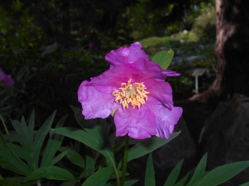 Paeonia veitchii (Paeonia veitchii)