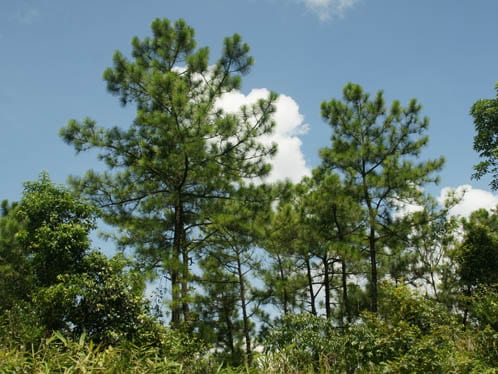 Pinus massoniana (Pinus massoniana)