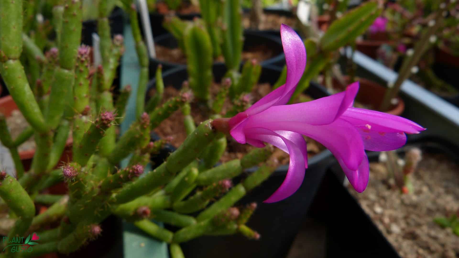 Schlumbergera microsphaerica