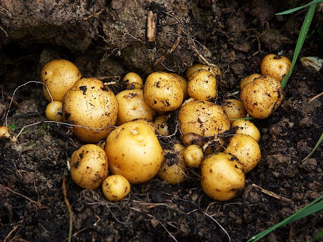 Solanum phureja (Solanum phureja)