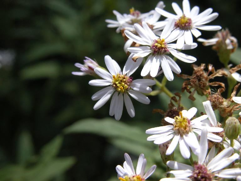 Aster albescens