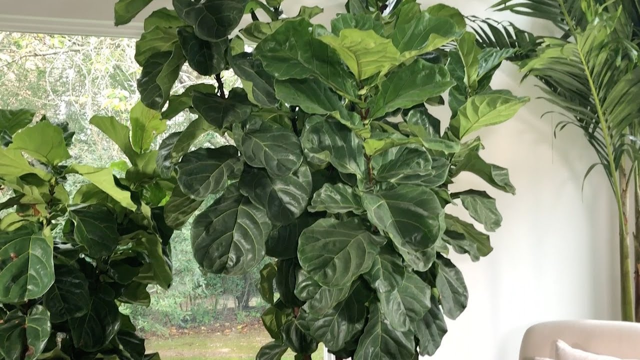 Figuier lyre (Ficus lyrata)