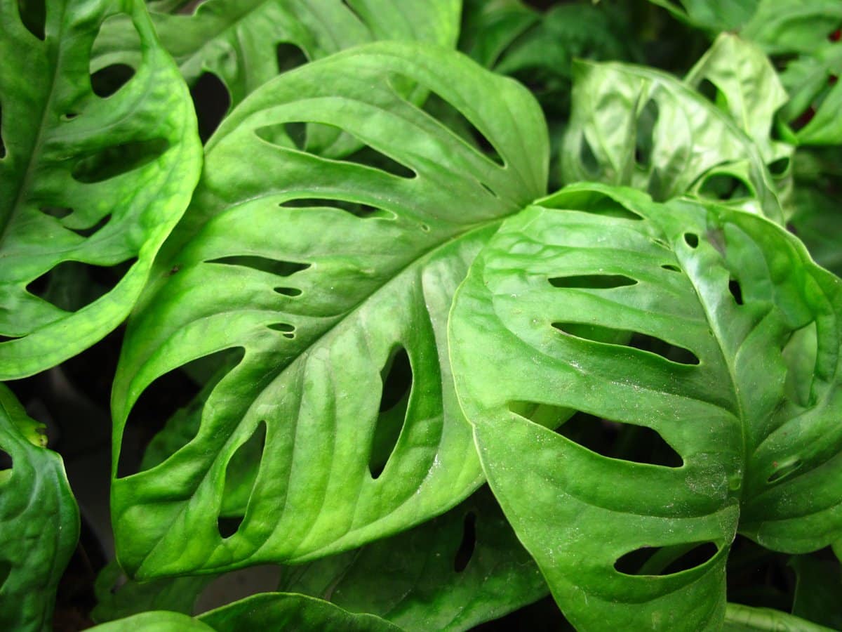 Monstera adansonii