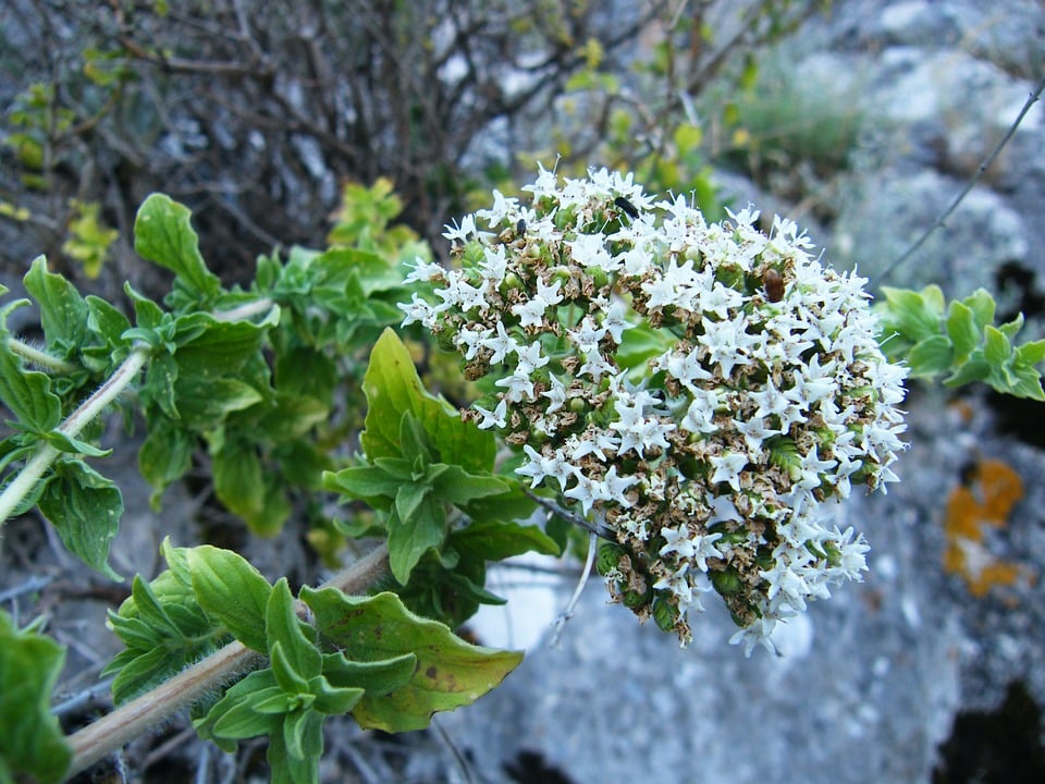 Origan onites (Origanum onites)