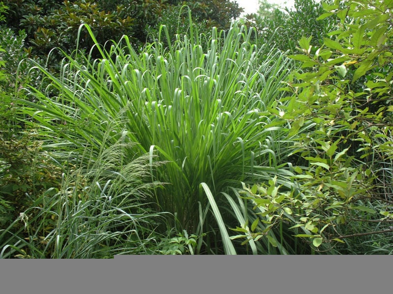 Saccharum arundinaceum (Saccharum arundinaceum)