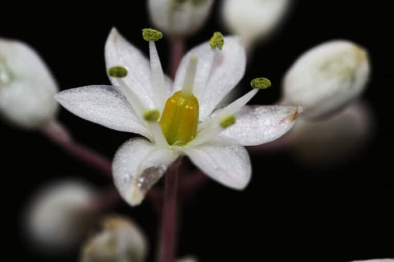 Drimia (Urginea)