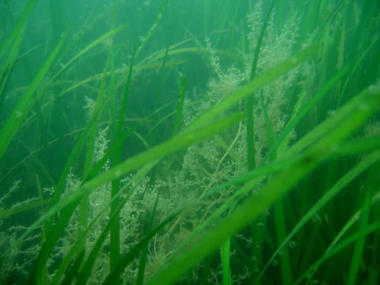 Zostère (Zostera)
