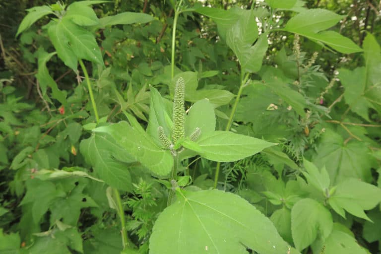 Ambroisie (Ambrosia)