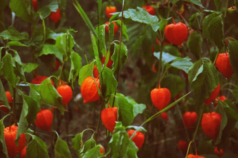 Amours-en-cage (Physalis)