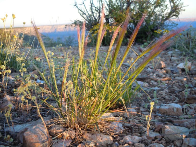 Elymus (Elymus)