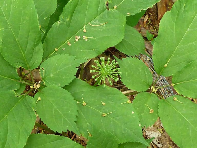 Ginseng (Panax)