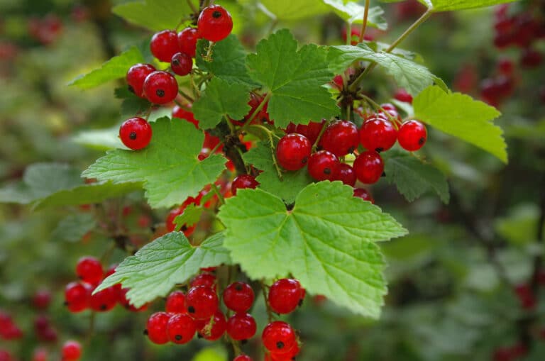 Groseillier (Ribes)