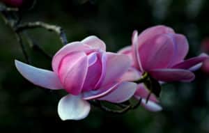 Magnolia (Magnolia)